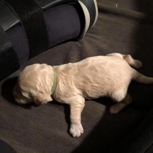 Meet your Posher, Gabe